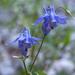 0015-aquilegia vulgaris