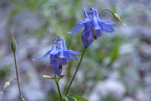 0015-aquilegia vulgaris