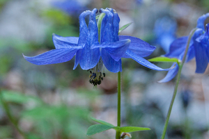 0018-aquilegia vulgaris