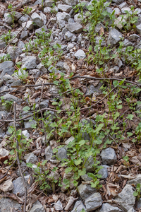 0025-Spaanse-zuring-Rumex-scutatus-screes