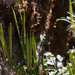 0026-Cardamine-graeca-stony-slopes-in-mixed-woods-and-low-Fagus-s