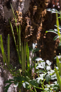 0026-Cardamine-graeca-stony-slopes-in-mixed-woods-and-low-Fagus-s