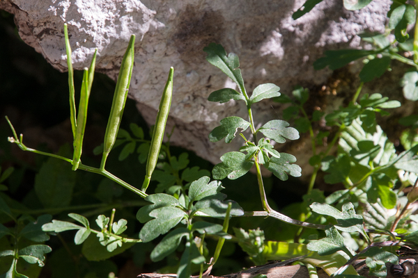 0027-Cardamine-graeca-stony-slopes-in-mixed-woods-and-low-Fagus-s