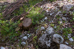 0029-Cardamine-graeca-stony-slopes-in-mixed-woods-and-low-Fagus-s