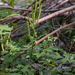 0030-Cardamine-graeca-stony-slopes-in-mixed-woods-and-low-Fagus-s