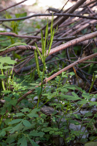 0030-Cardamine-graeca-stony-slopes-in-mixed-woods-and-low-Fagus-s