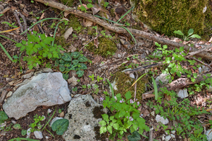 0030-overzicht-veg-met-cyclamen