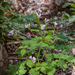 0031-Cardamine-chelidonia-fagus-sylvatica-woods-and-cool-woods