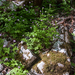 0032-Cardamine-chelidonia-fagus-sylvatica-woods-and-cool-woods