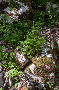 0032-Cardamine-chelidonia-fagus-sylvatica-woods-and-cool-woods