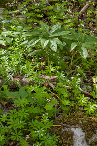 0032-Cardamine-enneaphyllos-en-lievevrouwbedstro