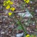 0032-Erysimum-pseudorhaeticum-stony-slopes-and-stony-pastures