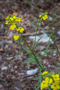 0032-Erysimum-pseudorhaeticum-stony-slopes-and-stony-pastures