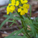 0033-Erysimum-pseudorhaeticum-stony-slopes-and-stony-pastures