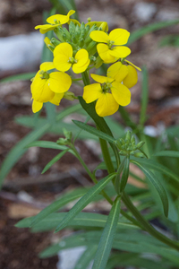 0033-Erysimum-pseudorhaeticum-stony-slopes-and-stony-pastures