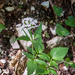 0033-Valeriana-tripteris-screes-humid-stony-slopes