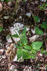 0033-Valeriana-tripteris-screes-humid-stony-slopes