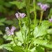 0034-Cardamine-chelidonia-fagus-sylvatica-woods-and-cool-woods