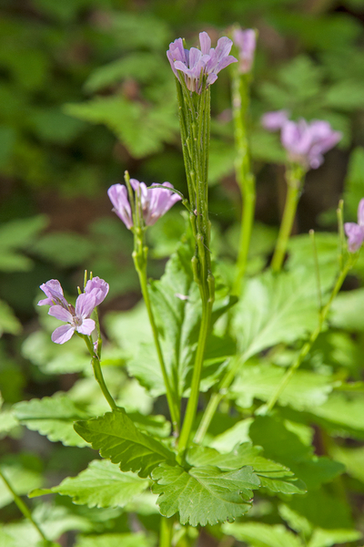0034-Cardamine-chelidonia-fagus-sylvatica-woods-and-cool-woods