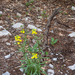 0034-Erysimum-pseudorhaeticum-stony-slopes-and-stony-pastures