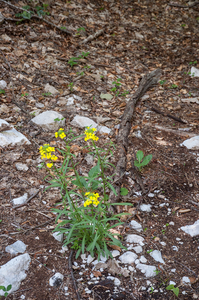 0034-Erysimum-pseudorhaeticum-stony-slopes-and-stony-pastures