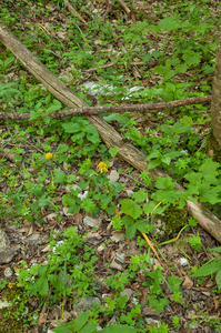 0034-overzicht-veg-met-Kale-voorjaarszonnebloem-woods-shady-stony