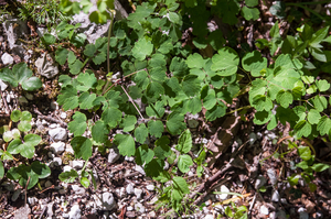 0035-Akeleiruit-Thalictrum-aquilegiifolium-fagus-sylvatica-wood-g