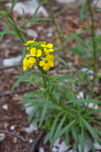 0035-Erysimum-pseudorhaeticum-stony-slopes-and-stony-pastures