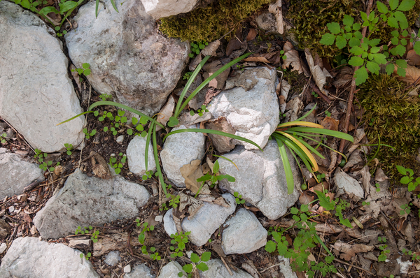 0035-Gewoon-sneeuwklokje-Galanthus-nivalis-cool-woods