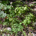 0036-Akeleiruit-Thalictrum-aquilegiifolium-fagus-sylvatica-wood-g