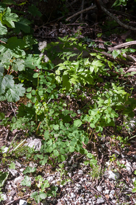 0036-Akeleiruit-Thalictrum-aquilegiifolium-fagus-sylvatica-wood-g