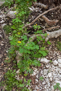 0036-Stinkende-gouwe---Chelidonium-majus-ruderal-environments-wal