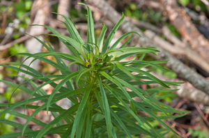 0045-Roggelelie-s.s.---Lilium-bulbiferum-subsp.-croceum-glades-ma