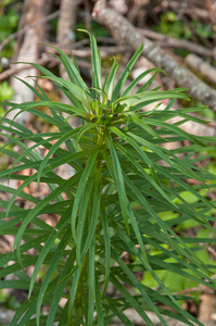 0046-Roggelelie-s.s.---Lilium-bulbiferum-subsp.-croceum-glades-ma