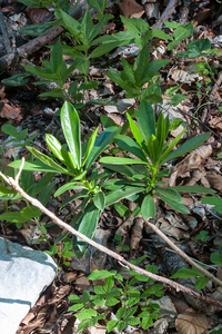 0047-Zwart-peperboompje---Daphne-laureola-woods-to-1800m