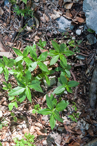 0049-Mercurialis-perennis-cool-woods