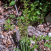 0064-Grote-keverorchis---Neottia-ovata-cool-woods-from-600-to-150