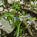 0066-Gentiana-dinarica-stony-slopes