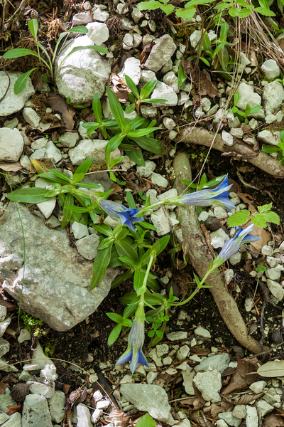 0066-Gentiana-dinarica-stony-slopes