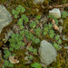 0069-Livelong-Saxifrage---Saxifraga-paniculata-cliffs-and-stony-s