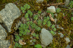 0069-Livelong-Saxifrage---Saxifraga-paniculata-cliffs-and-stony-s