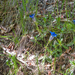 0072-Gentiana-dinarica-stony-slopes