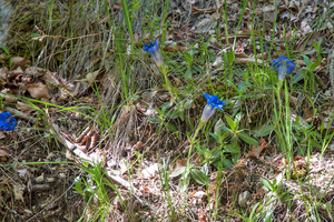 0072-Gentiana-dinarica-stony-slopes