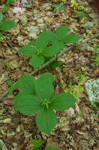 0080-Eenbes---Paris-quadrifolia-cool-fagus-sylvatica-woods