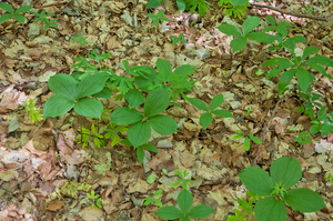 0081-Eenbes-Paris-quadrifolia-cool-fagus-sylvatica-woods