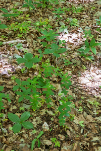 0082-Asperula-taurina-pink-woodruff-fagus-sylvatica-woods