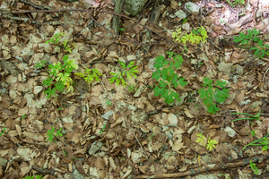 0085-	Corydalis-cava-+-Corydalis-solida