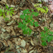 0086-Holwortel---Corydalis-cava-woods