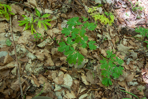 0086-Holwortel---Corydalis-cava-woods