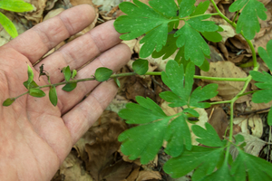 0088-Holwortel---Corydalis-cava-woods